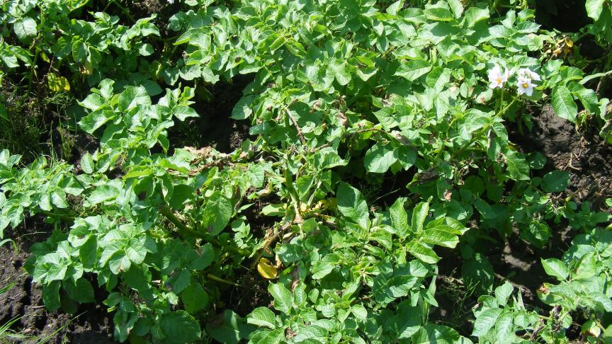 Les sols froids et humides ne conviennent pas pour la pomme de terre primeur. Les risques d'attaques de maladies de faiblesse  comme le rhizoctone y sont trop élevés.