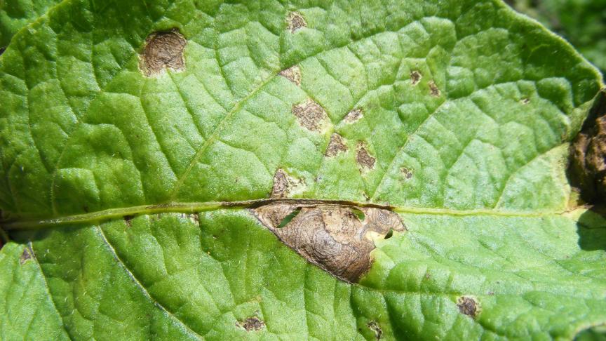 Des brûlures peuvent apparaître sur le feuillage, notamment si le plastique est enlevé lors d'une journée sèche et ensoleillée. Il est préférable d'attendre une journée couverte pour procéder à la dépose de la bâche.