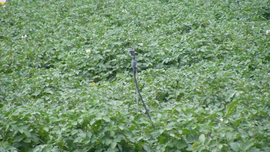 L'irrigation par aspersion peut être employée en pomme de terre primeur, mais uniquement la nuit pour ne pas allonger la période d'humectation  du feuillage et ne pas favoriser les maladies.