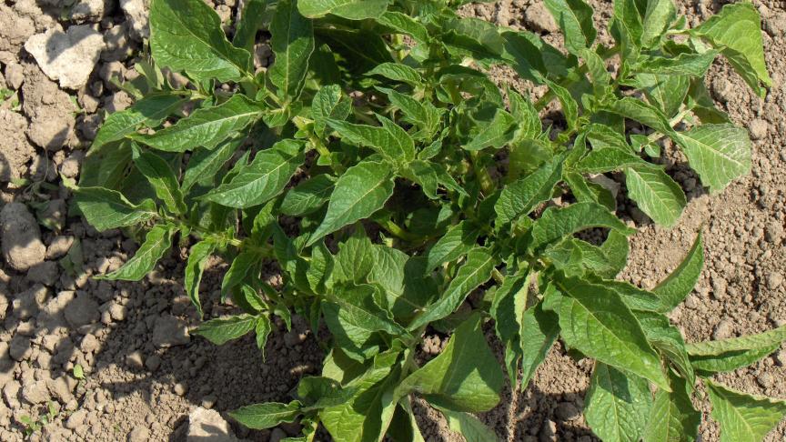 La qualité des plants et la vigueur de levée sont primordiales pour  la réussite en pomme de terre primeur.