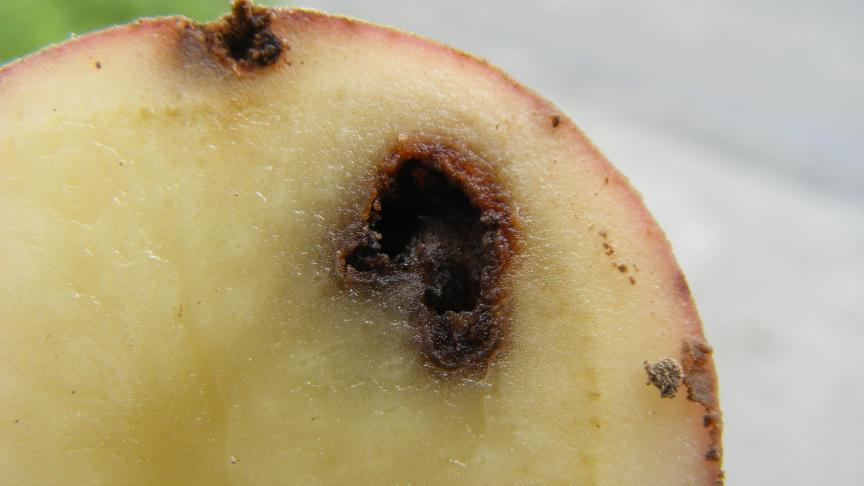 Les ravages de limaces ou d'insectes du sol comme le taupin sont déplorés en pommes de terre primeurs comme de conservation. La lutte se conçoit surtout dans une logique de rotation et par les façons culturales  superficielles durant les périodes plus sèches des années précédentes.