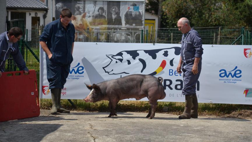 Vax NP de Grosage, à Jean Lempereur, est l’un des 11 verrats sélectionnés pour le programme Belgian Pietrain.