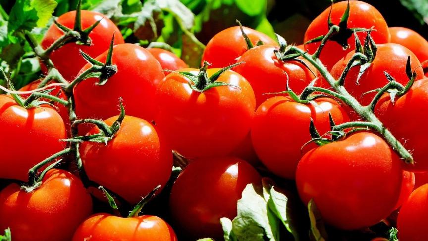 tomatoes-1280859_1280