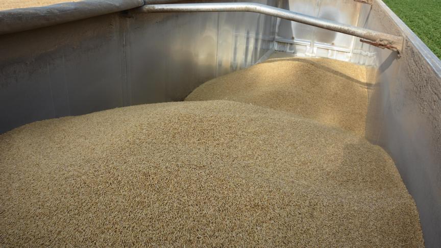 Malgré des prix actuellement bas, les perspectives seraient positives pour la filière céréales.