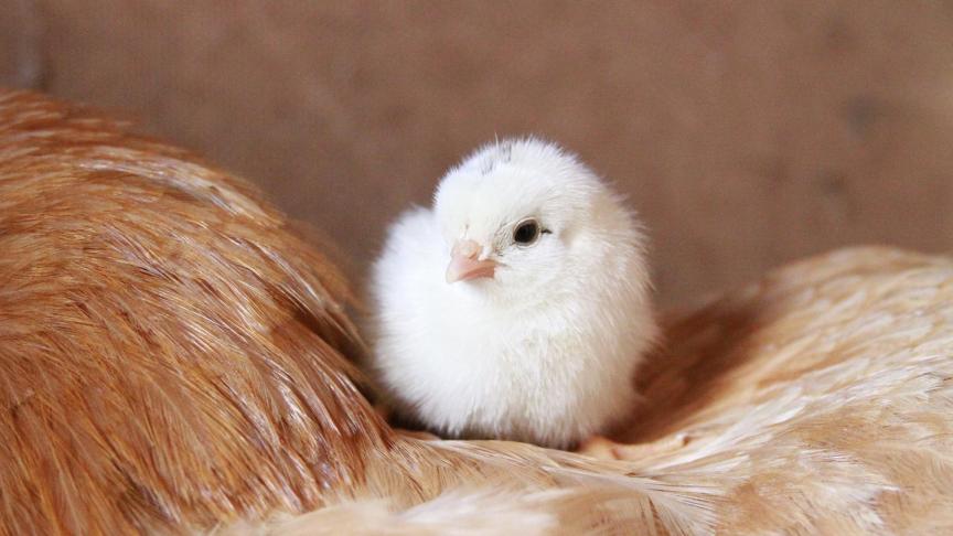 chick-929566_1920