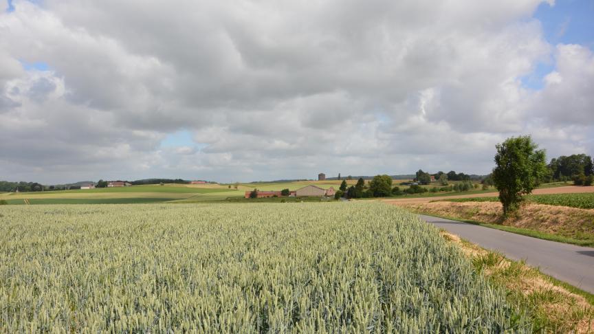 En céréales d’hiver, la situation se présente jusqu’ici beaucoup plus  favorablement qu’en 2016.