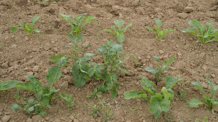 Les repousses de pomme de terre étant souvent à l’origine des contaminations secondaires de mildiou, il est impératif de les éliminer.