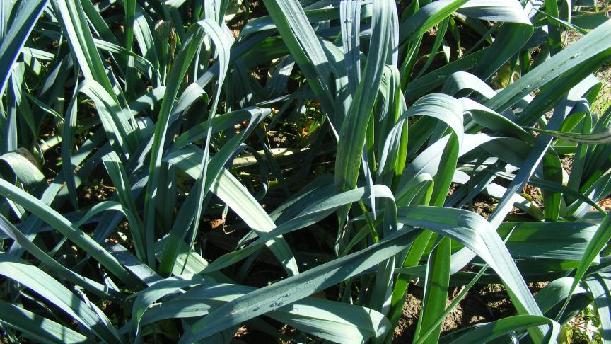 La densité de la population et la configuration de la parcelle sont deux aspects de l'aération du feuillage et la prévention de  maladies foliaires.