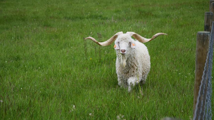 Un seul bouc assure la reproduction du troupeau. Les autres mâles sont castrés dès la naissance et évoluent avec les femelles.