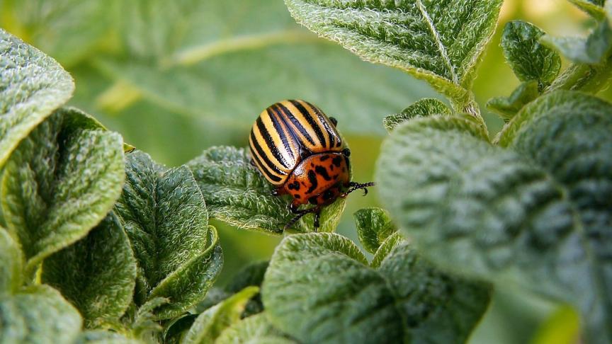 Grand dévoreurs de feuilles, les doryphores ont été largement favorisés par les conditions climatiques de des dernies mois. La présence de repousses de pommes de terre dans d’autres cultures est un élément agravant.