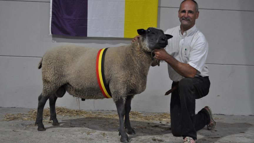 Chamion bélier Bleu du Maine à Bernard Lobet.