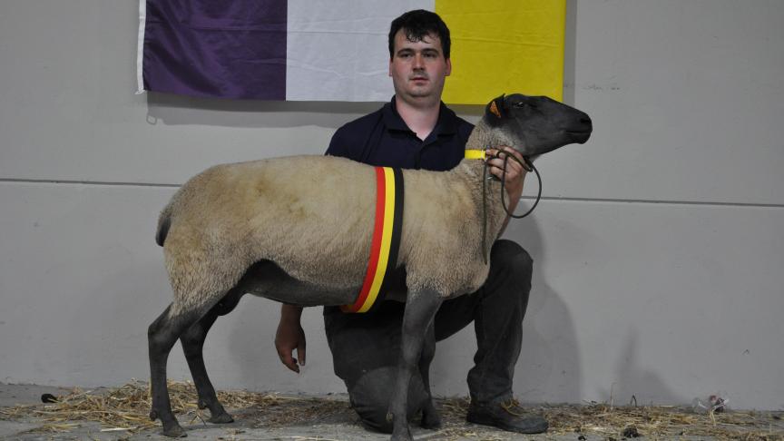 Championne brebis Bleu du Maine à Cati Sprl.