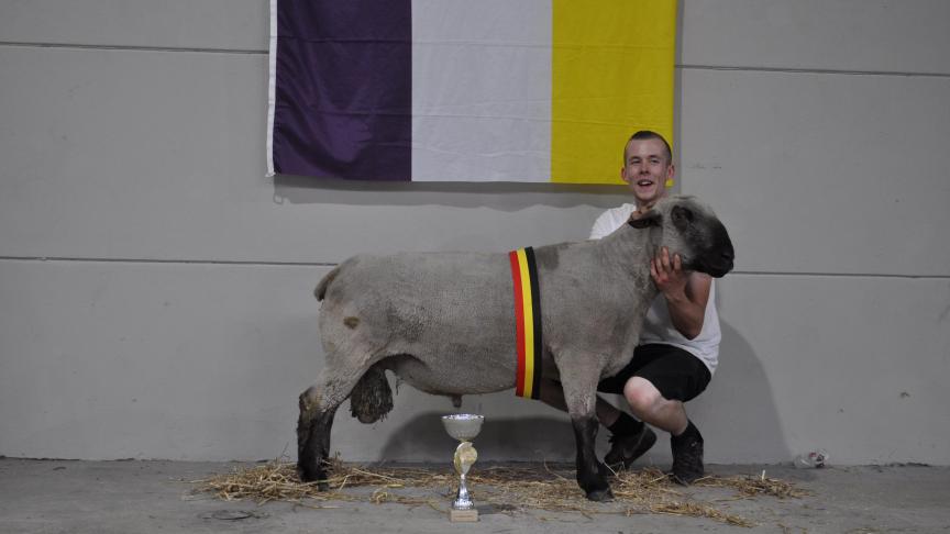 Champion bélier Hampshire Down, à Vincent Thomas.