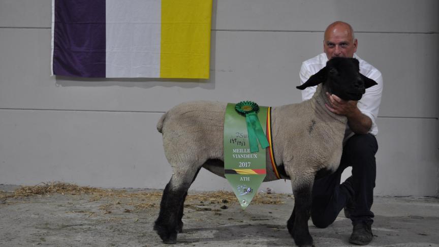 Champion viandeux Suffolk, à Paoletti Venturino.