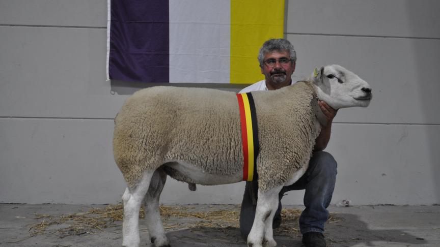 Champion bélier interprovincial Texel Français à Thierry Dewaleffe.