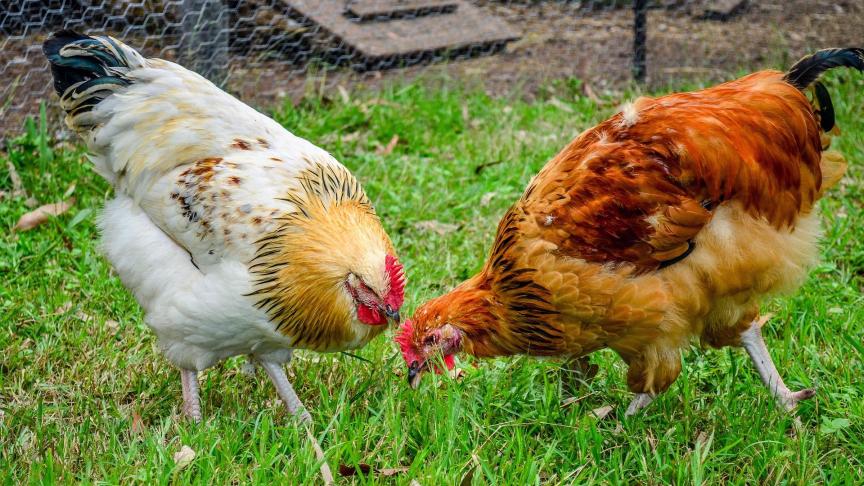 chicken-1214423_1920