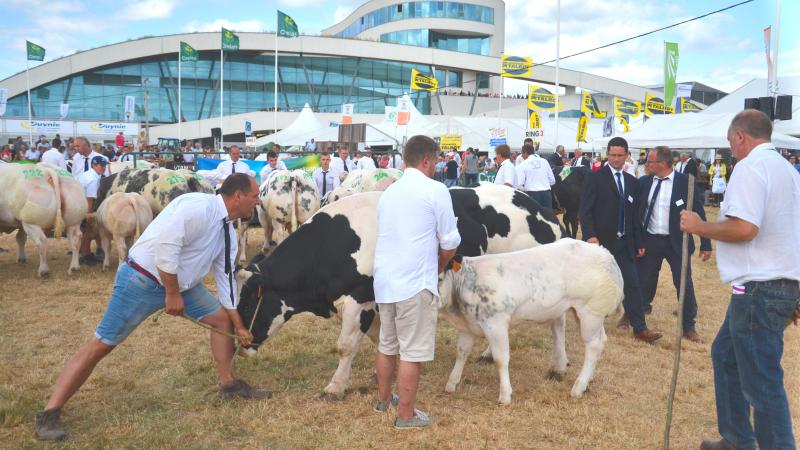 Grois succès de participation au niveau des concours Blanc-bleu avec 250 animaux inscrits, soit une quarantaine de bêtes en plus que les précédents nationaux.