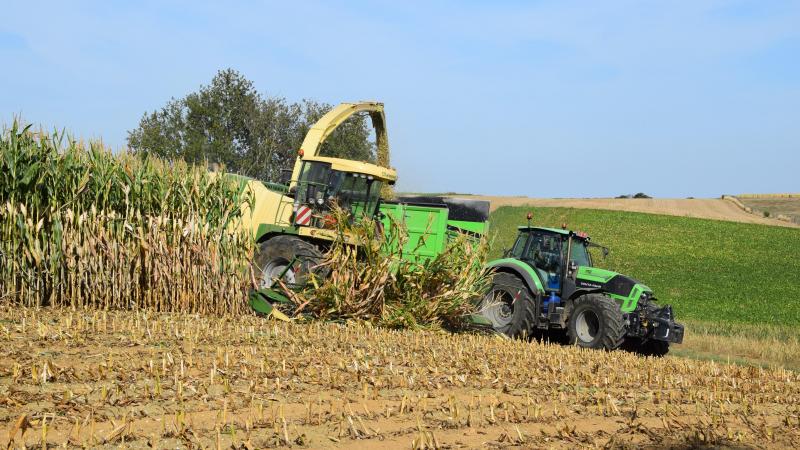 Partout en Wallonie et vu les fortes progressions encore enregistrées la semaine passée,  le risque de récolter certaines parcelles à surmaturité est important  dans bien des fermes, alerte le Centre pilote maïs.