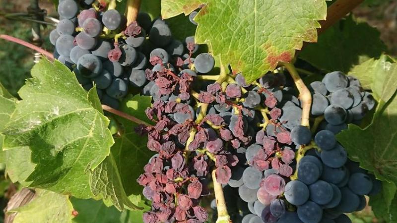 Coup de soleil – échaudage sur grappe.