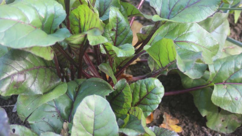 La croissance rapide des plantes permet d