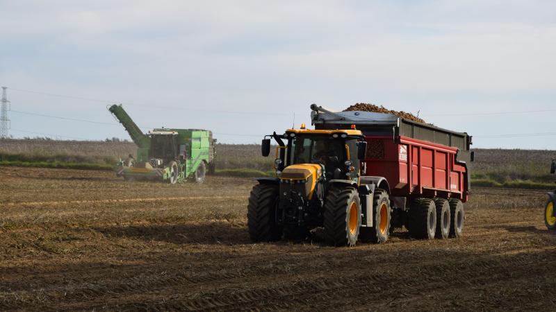 Une constante pour toutes les variétés: des PSE qui s’envolent tant que la météo reste sèche, avec des records observés à plus de 500 g/5 kg en Challenger et Fontane. Les pluies en septembre ont heureusement pu faire baisser ces valeurs de 25 à 40 g/5 kg, du moins sur les plantes encore suffisamment actives.