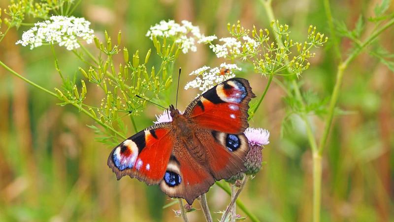 peacock-butterfly-g84d551d9c_1920
