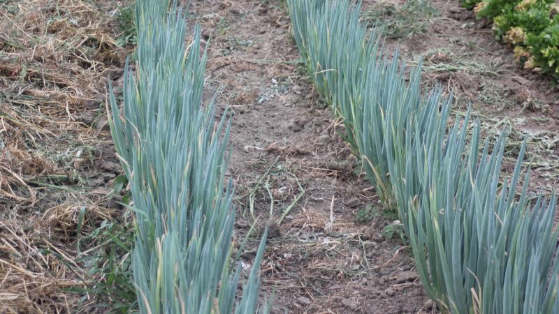 Les plantes sont assez serrées dans la ligne avec des écartement entre lignes importants. Cela facilite le desherbage tout en évitant d