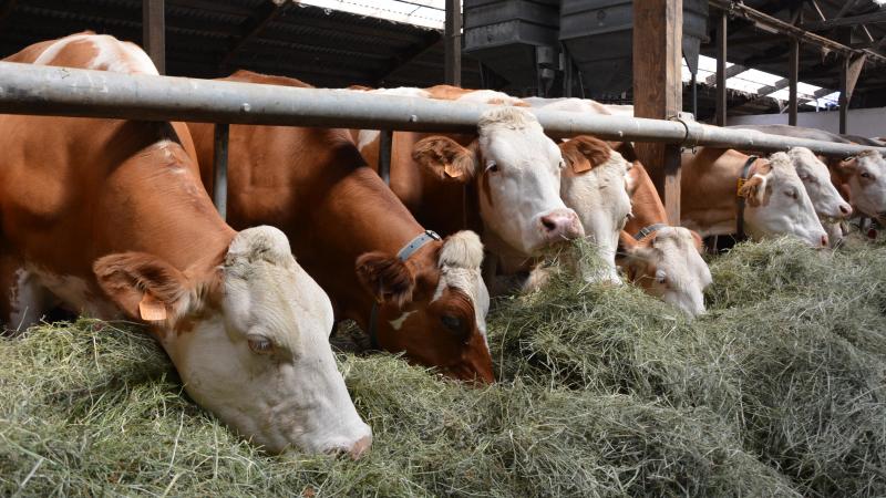 Le recours aux stocks de fourrages durant l’été pèse sur la filière lait et a conduit, selon  les élevages, à une contraction du cheptel ou à un raccourcissement de la lactation.