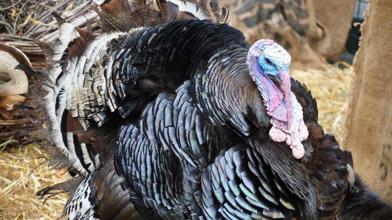 turkey-g3734845a9_1920