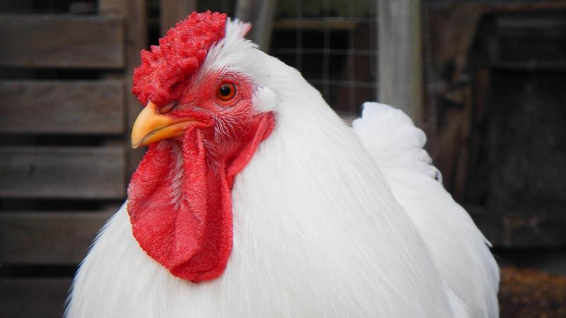 La viande de volaille est la source  la plus courante de transmission.