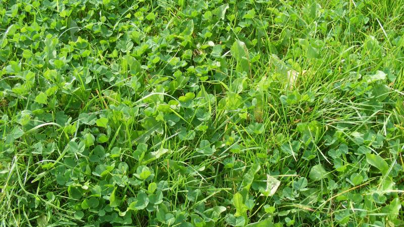 Les engrais verts peuvent être incorporés au sol par un travail superficiel ou par un bêchage classique.
