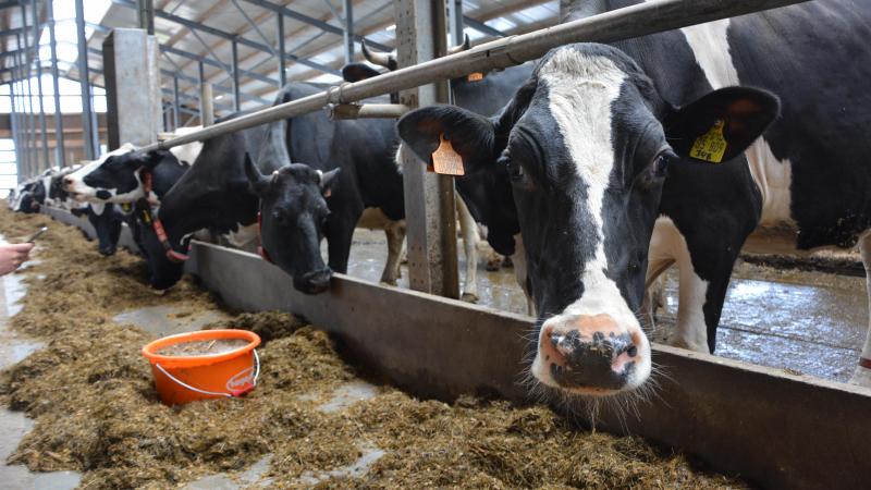 Lors du choix variétal, on sera attentif à divers critères de valeur alimentaire  tels que la teneur en amidon, la digestibilité de la matière organique et  la teneur énergétique (VEM) en vue de limiter le recours aux aliments concentrés.