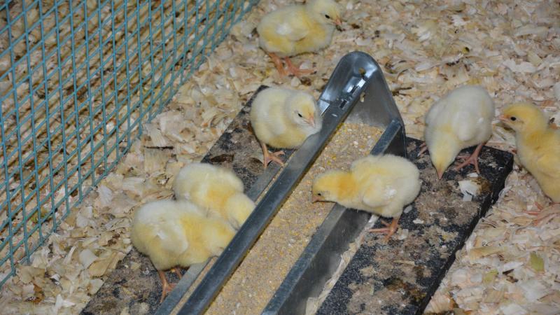 Environ sept milliards de poussins sont éliminés chaque année dans le monde...