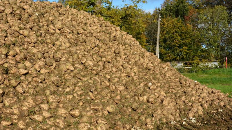 Si les prix du sucre sont actuellement favorables, les agriculteurs ont également dû faire face  à des coûts de production en nette hausse depuis le printemps dernier.
