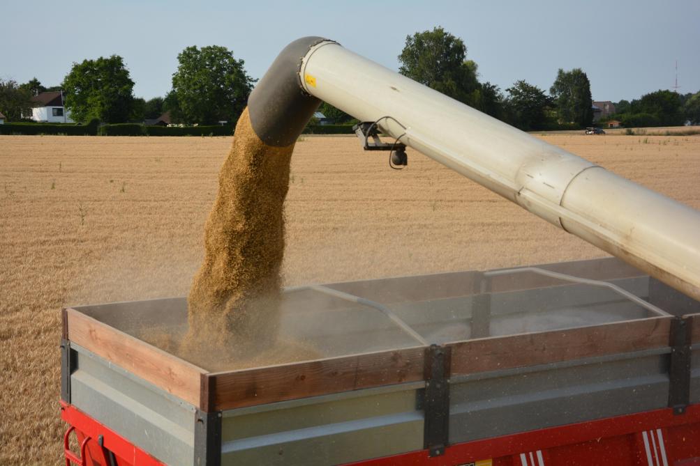 La récolte mondiale de grains est revue à la hausse par le CIC.