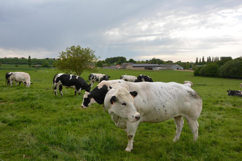 Sur la base de la densité moyenne de bétail en Wallonie, on estime qu’un ha de prairie permanente stocke environ 70 fois la production annuelle de gaz à effet de serre des bovins qui la pâturent.