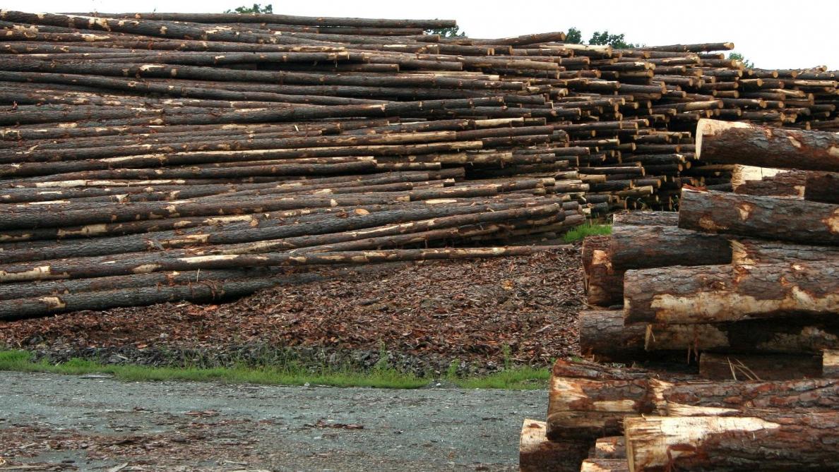 L’emploi dans la filière bois wallonne se tasse