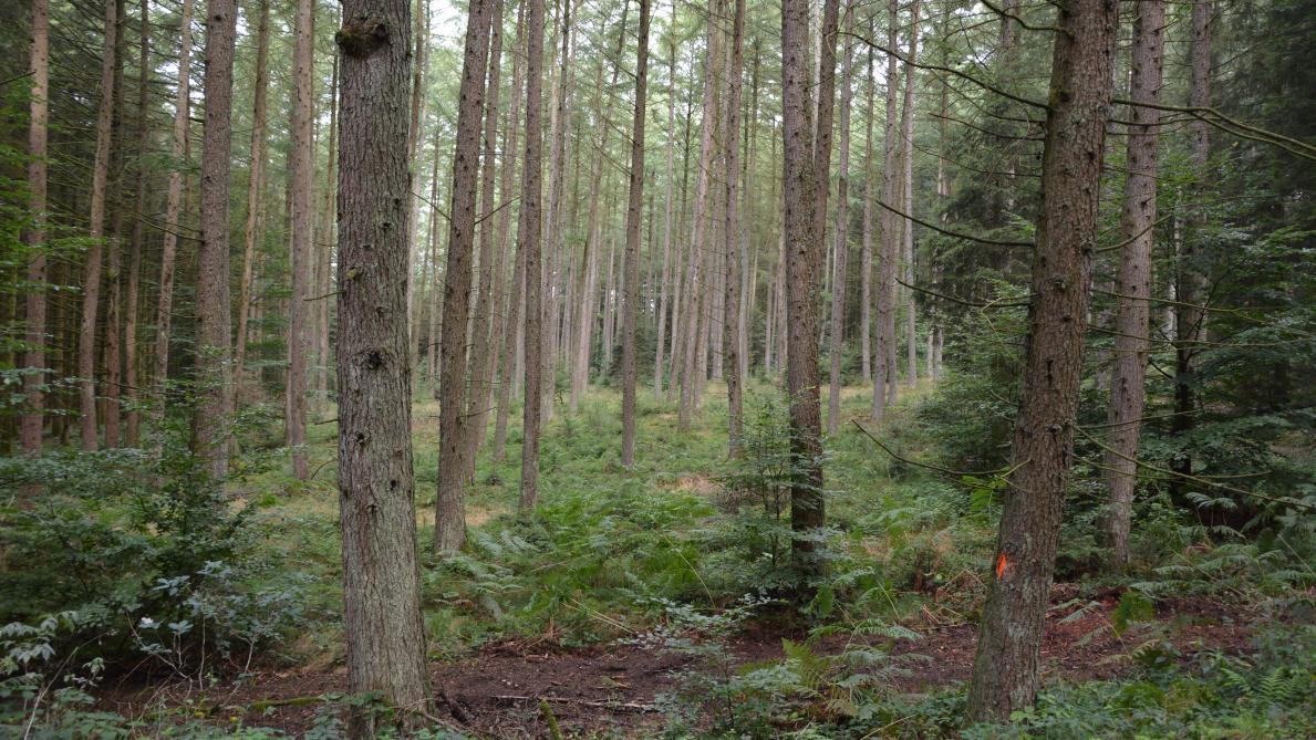 Greenpeace renforce ses effectifs pour freiner les coupes dans la forêt de Bialowieza (Pologne)