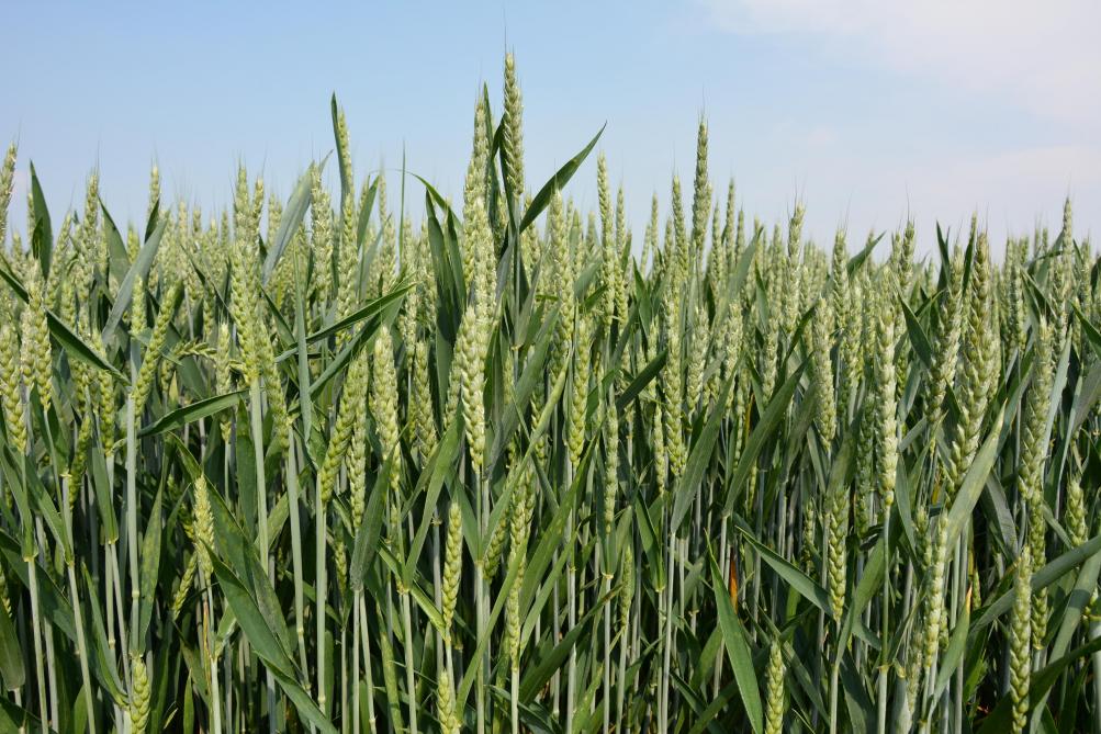 A l’horizon 2025, le prix du blé et d’autres matières premières agricoles vont connaître une stabilité avec une légère tendance haussière.