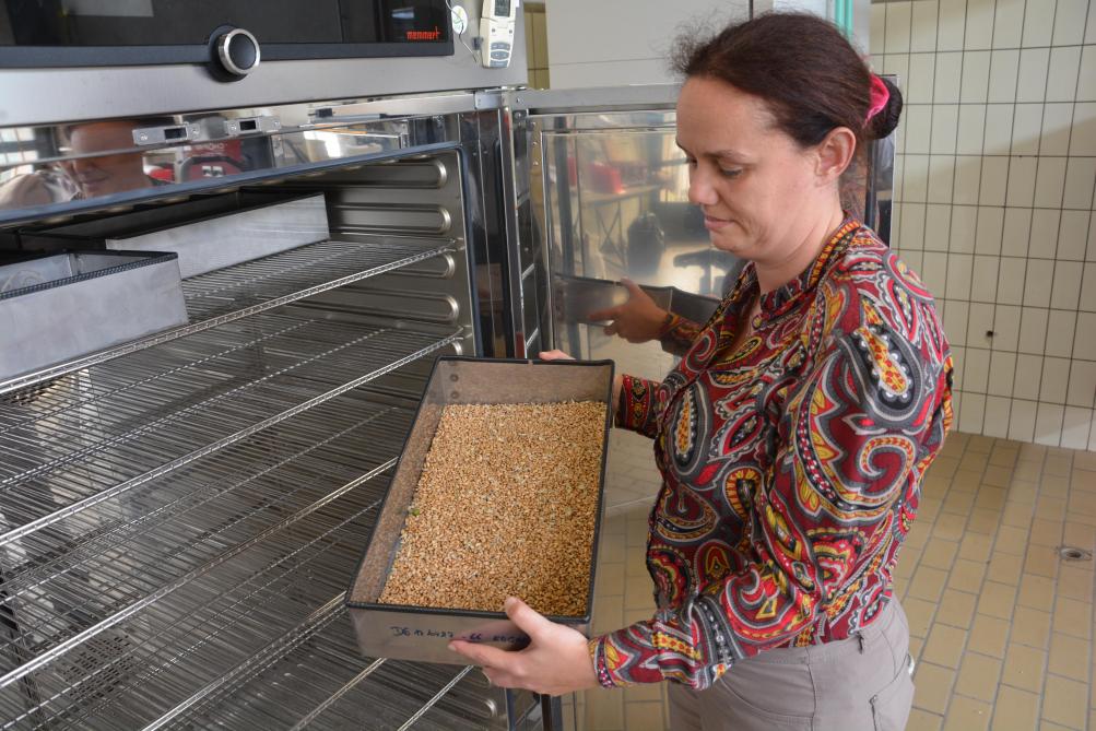 Parmi les milliers d’échantillons de grains réceptionnés au laboratoire de technologie céréalière du Cra-w à Gembloux, certains – humidité excessive – sont placés dans des étuves avant analyse.