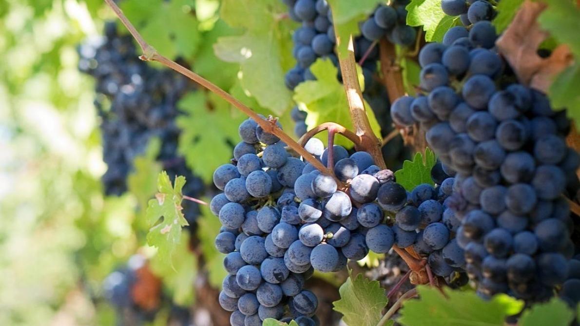 France: la production viticole estimée en baisse de 19% à cause du climat