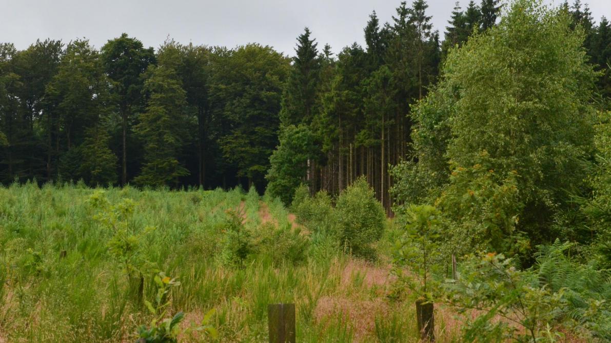 Le week-end du Bois et des Forêts d'Ardenne est le rendez-vous incontournable de tous les acteurs  de la transformation du bois et de l'accueil touristique en Forêts d'Ardenne.