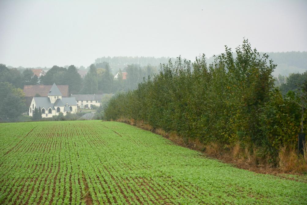 Tout alignement d’arbres contribue à augmenter durablement la teneur  en matière organique de la parcelle agricole.