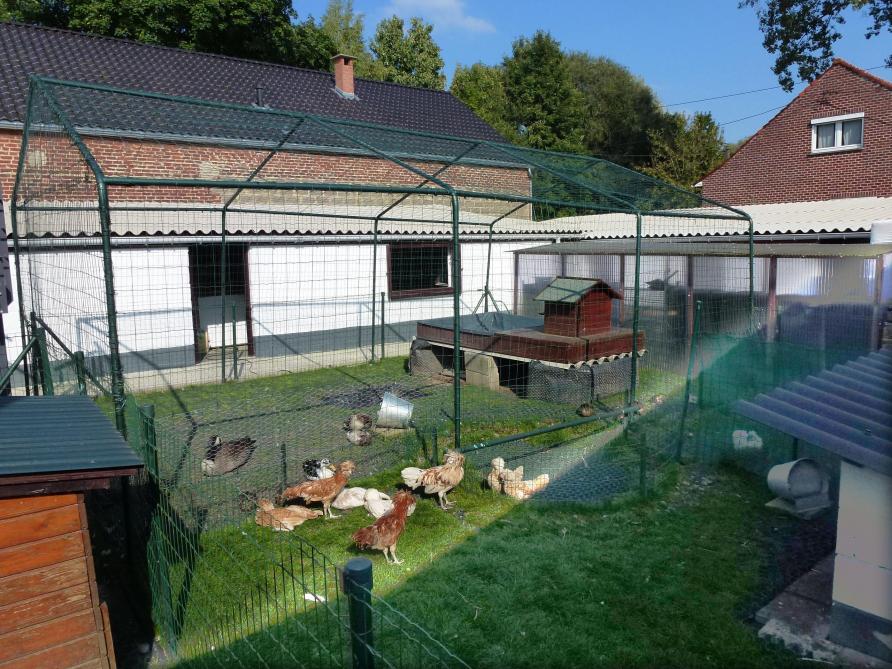 Marchand De Volailles Un Commerce Particulier Sillonbelgebe