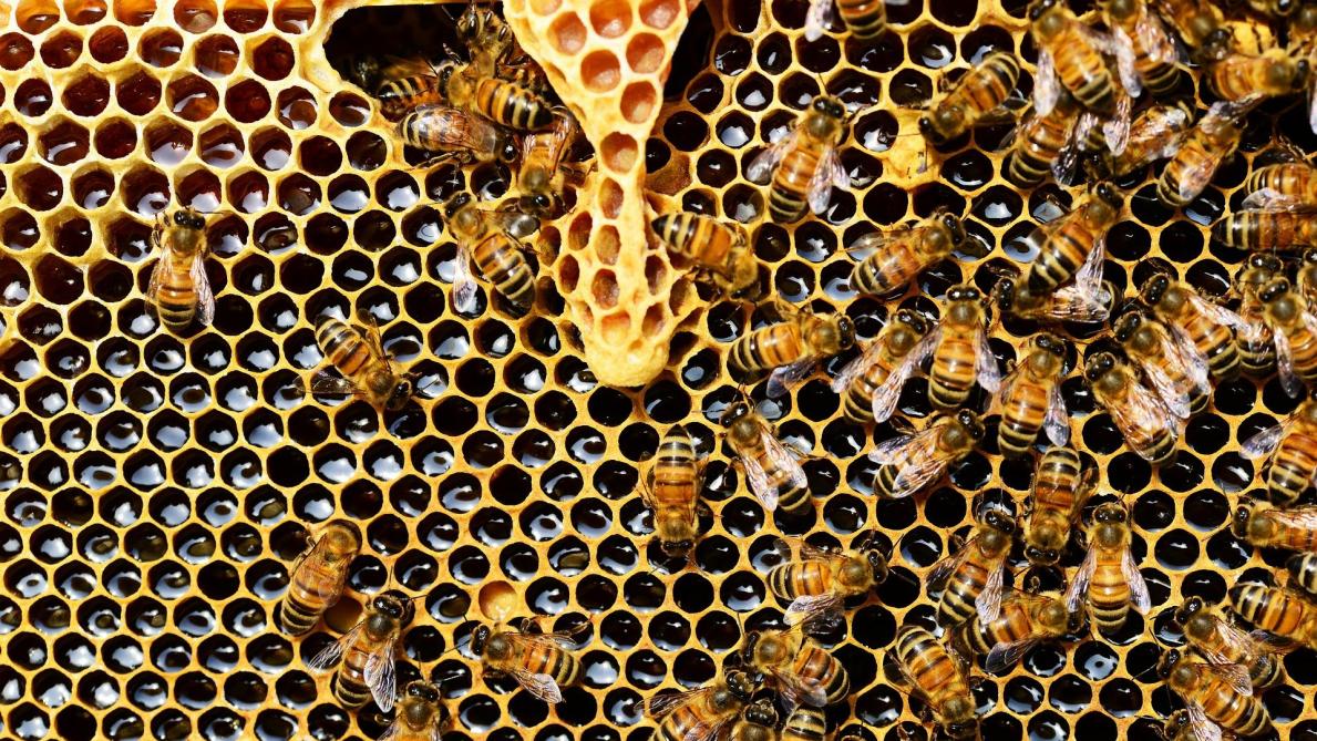 Les abeilles bruxelloises sur les traces des sources polluantes de l’air