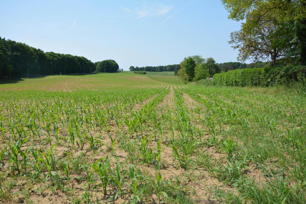 Le manque d’efficacité de certains traitements herbicides en situations très sèches à la fin du printemps aura été finalement l’une des rares difficultés rencontrées cette année en culture de maïs.
