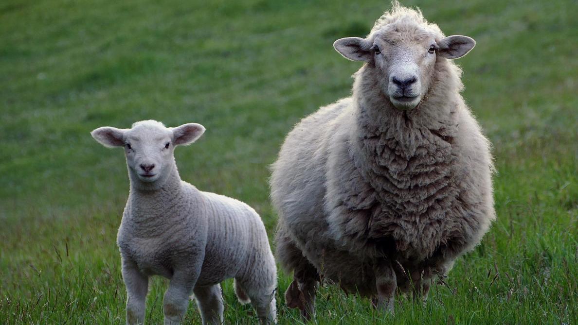 Fièvre catarrhale ovine: toute la France en zone réglementée