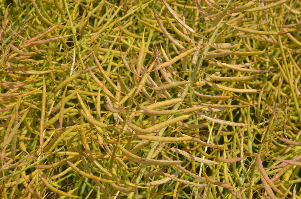 Bilan Conjoncturel Toutes Cereales Et Oleagineux Les Marches Font Une Bien Triste Mine Sillonbelge Be