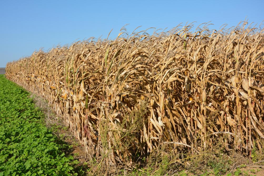 Appelé à rester au champ parfois tard dans l’arrière-saison, la bonne tenue des tiges est une qualité essentielle pour le maïs grain.