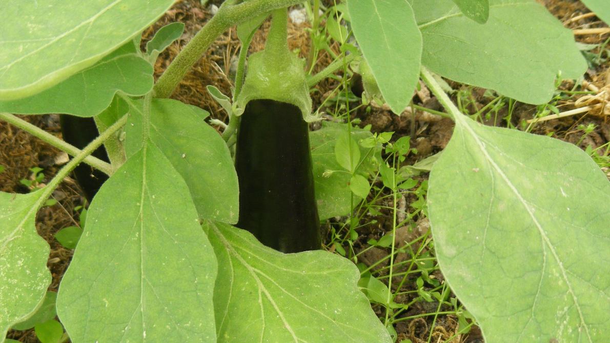 Avec un peu d’attention, l’aubergine colorera l’étal du maraîcher